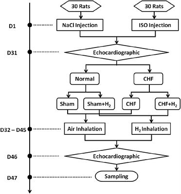 Inhalation of Hydrogen Attenuates Progression of Chronic Heart Failure via Suppression of Oxidative Stress and P53 Related to Apoptosis Pathway in Rats